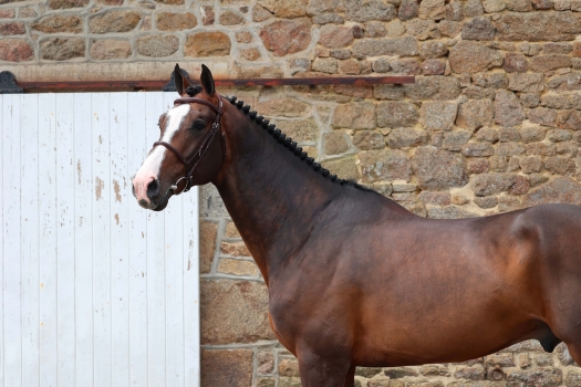 BLACK JACK DK