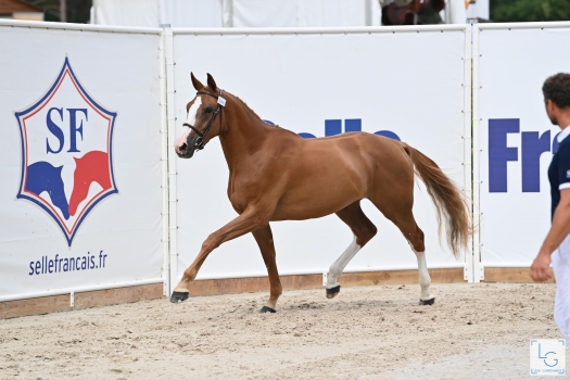 Jafrane de Chalusse (UNTOUCHABLE 27)