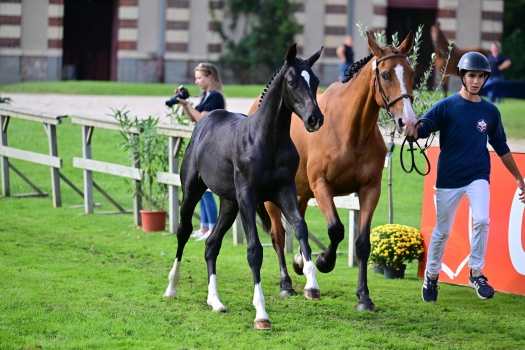 Nectar du Guilly (DIARADO)