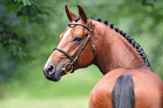 Keaton (KANNAN x CONTENDRO)