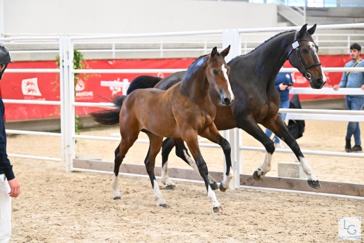 Popstar de Gallet (HALIFAX), Champion de France