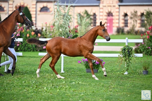 Prince Star de Bel Air (ALL STAR 5)