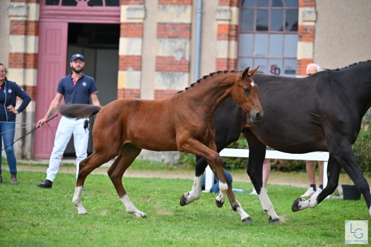 Passion de Vieve (HALIFAX)