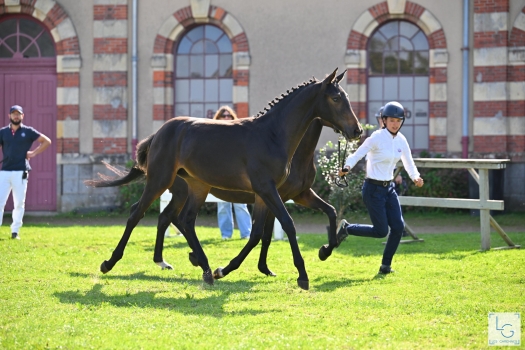 Polia de la Rose (JOKER D'EUSKADI)