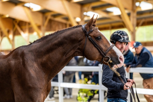 CHAT BOTTE DU RUISSEAU