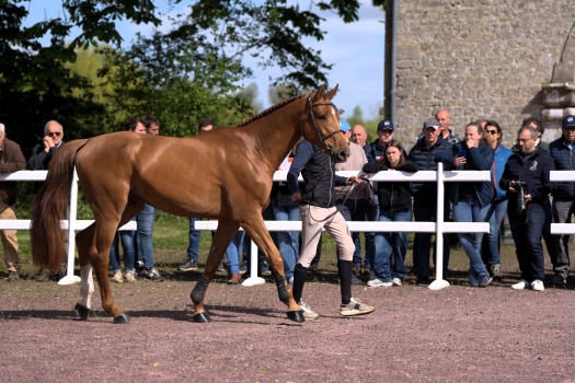 MELTING MENI CHARM *GFE