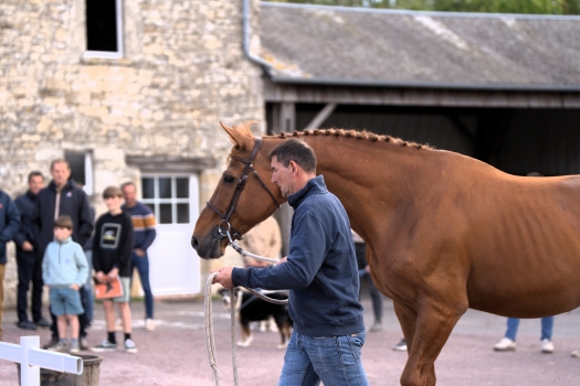 SILVER DEUX DE VIRTON *GFE