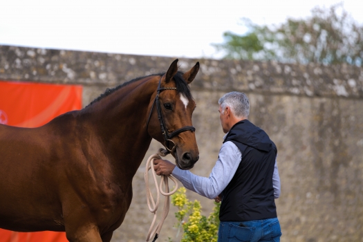 DON'T TOUCH TIJI HERO