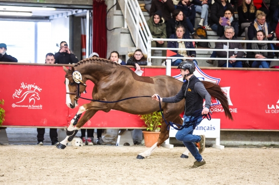 CHAT BOTTÉ DU RUISSEAU
					