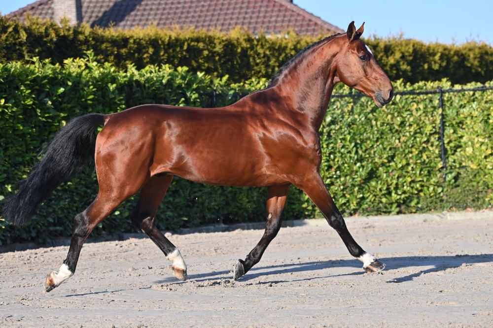 DON'T TOUCH TIJI HERO