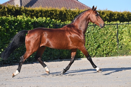 DON'T TOUCH TIJI HERO
					