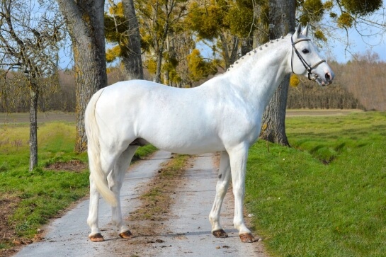 DIABEAU VAN DE HEFFINCK
					