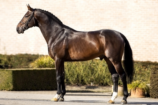 2020 : LES DERNIERES ACTUALITES DE EL BARONE