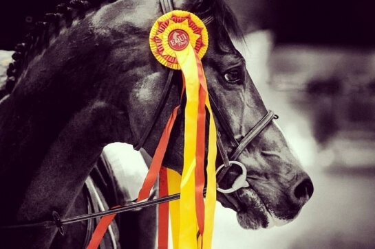 2020 : LAST NEWS OF CONSUL DL VIE