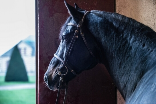 2020 : LAST NEWS OF VLEUT