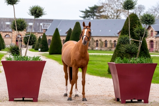 A NICE REWARD FOR THE GFE STALLION CATALOGUE