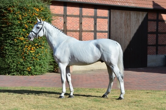 UN AVANT-GOÛT DE NOËL POUR LE GFE