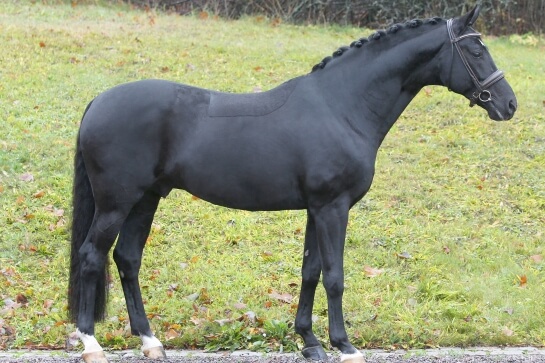 BON COEUR : Champion KWPN