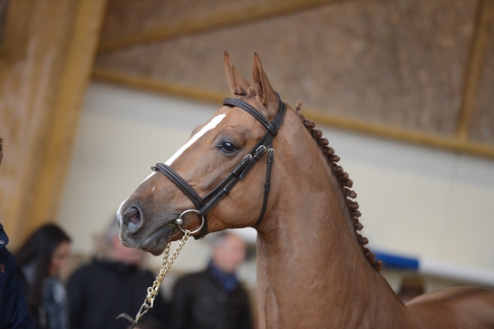 GFE STALLIONS AT THE BWP APPROVALS