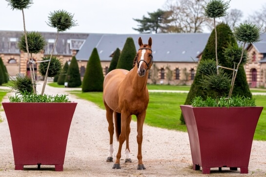 EINE SCHÖNE BELOHNUNG FÜR DEN GFE HENGSTKATALOG