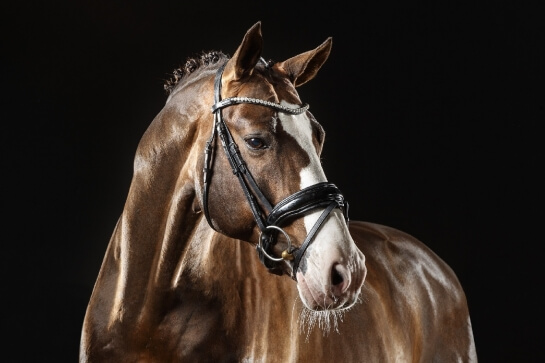 DSP : BENICIO CHAMPION A 630 000€, VITALIS PREMIUM