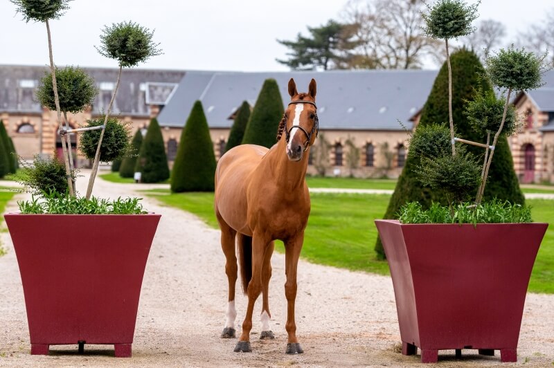 UNA BUENA RECOMPENSA PARA EL CATÁLOGO DE SEMENTALES GFE