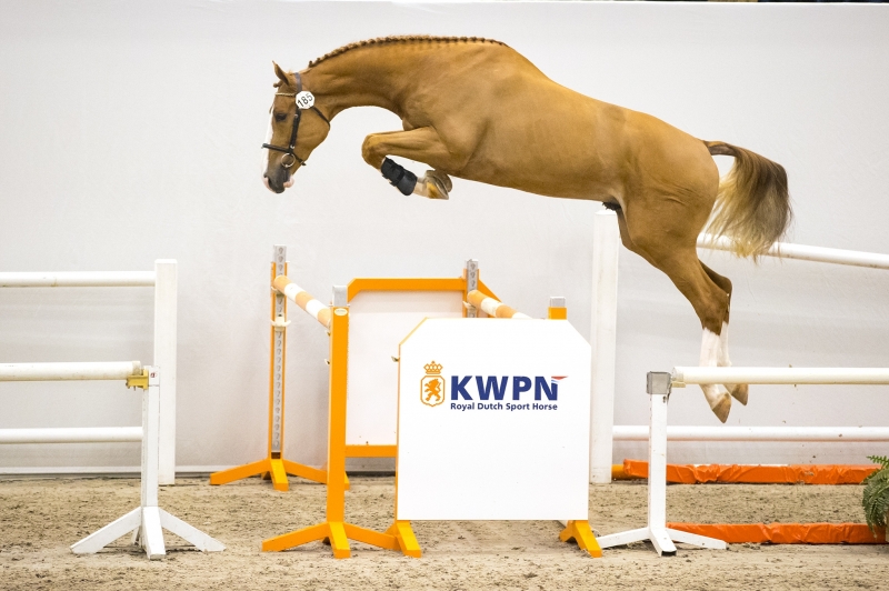 GFE AT KWPN APPROVALS