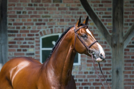 LES ACTUALITES DE CARAMBOLE