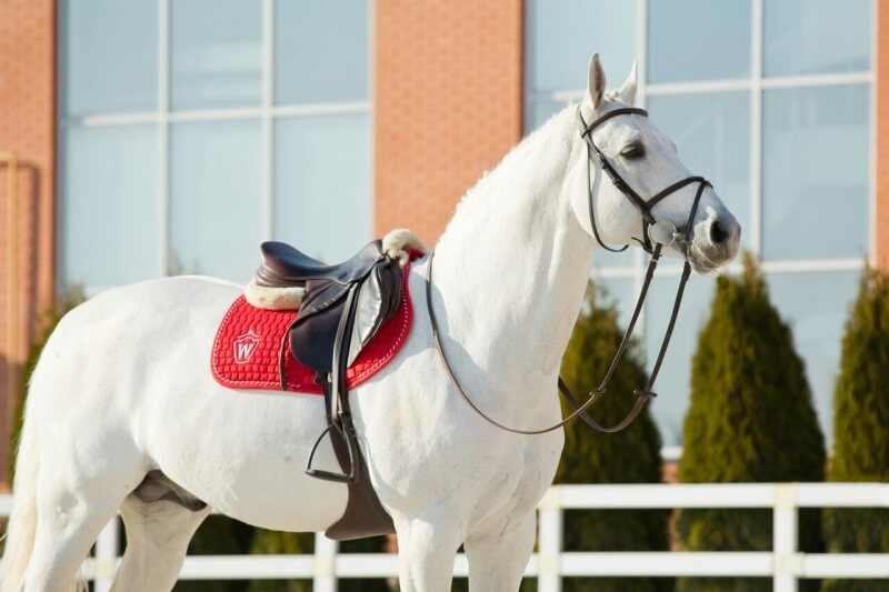 2021 : LES ACTUALITES DE CORNET OBOLENSKY