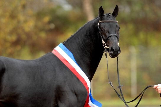 2021 : LES ACTUALITES DE DIARADO