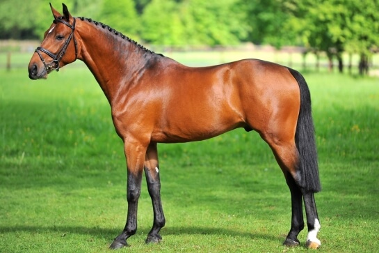 2021 : LAST NEWS OF COMME IL FAUT