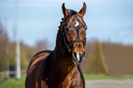 LES ACTUALITES DE CORNET'S PRINZ