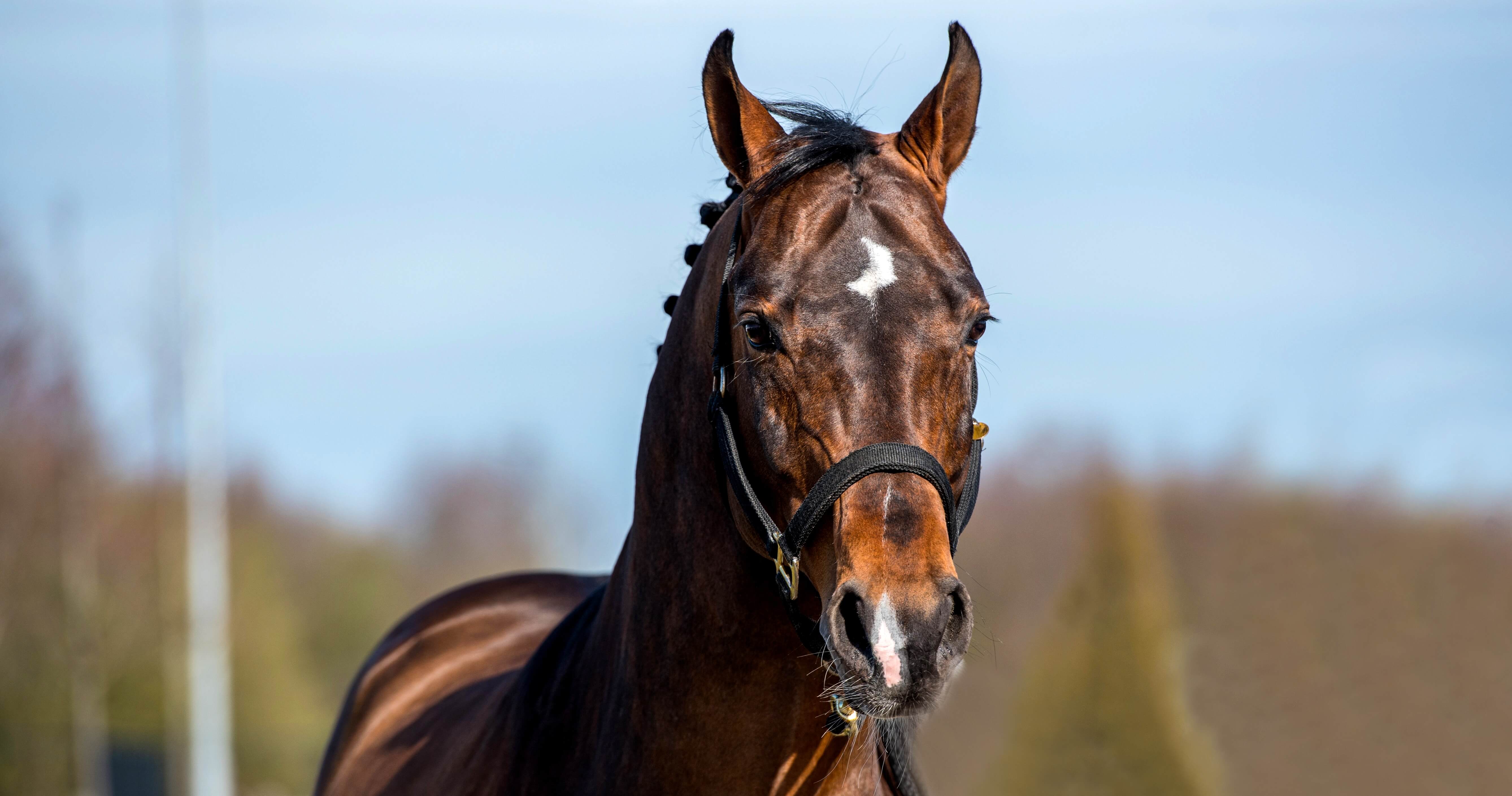 Groupe France Élevage LES ACTUALITES DE PRINZ Actualités