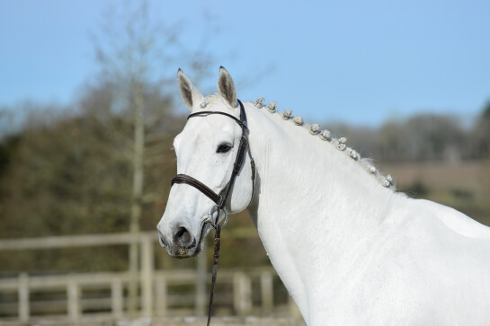 LES ACTUALITES DE NORMAN PRE NOIR