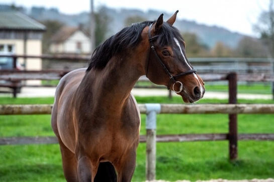 2021 : LAST NEWS OF CONQUISTADOR