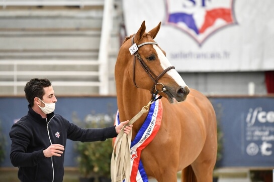 GFE DOMINIERT BEI DER SELLE FRANCAIS KÖRUNG DER 3-JÄHRIGEN