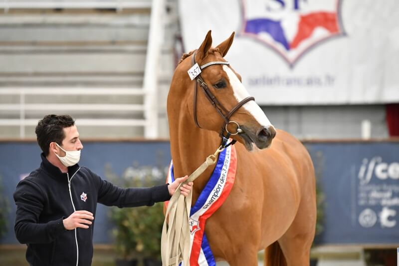 GFE DOMINIERT BEI DER SELLE FRANCAIS KÖRUNG DER 3-JÄHRIGEN
