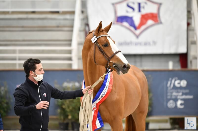 GFE REIGNS AT THE 3 YEARS-OLD SELLE FRANCAIS CHAMPIONSHIP