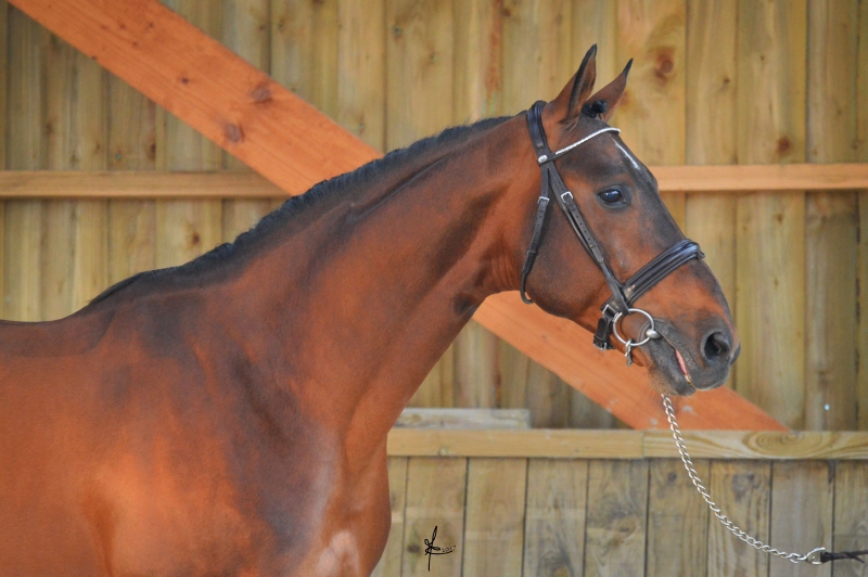 LES ACTUALITES DE POPSTAR LOZONAIS