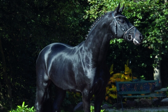 LES ACTUALITES DE FURSTENBALL