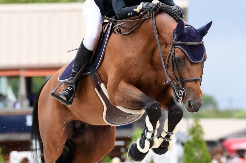 PRESTIGE KALONE DISPONIBLE À L'ÉLEVAGE !