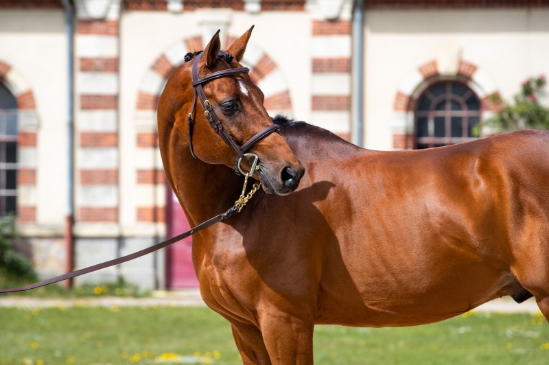 2021 : LES ACTUALITES DE PRESTIGE KALONE