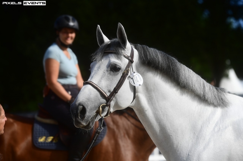 LES ACTUALITES DE LE COULTRE DE MUZE