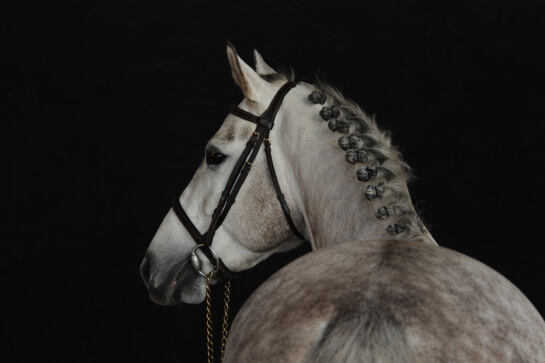 LES ACTUALITES DE GEMINI