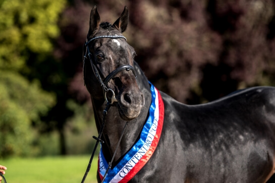 CONTENDRO - an incredible Sire