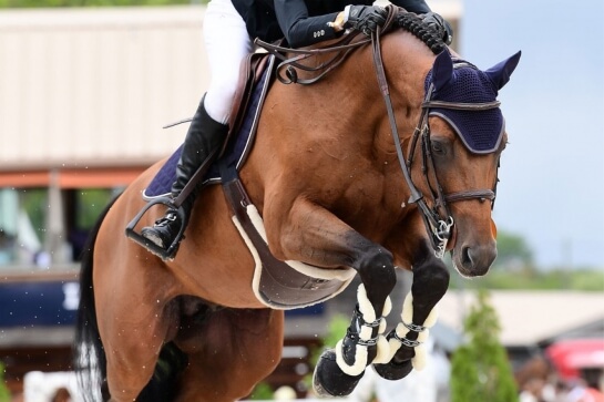 TG-SAMEN VON PRESTIGE KALONE ÜBER GFE