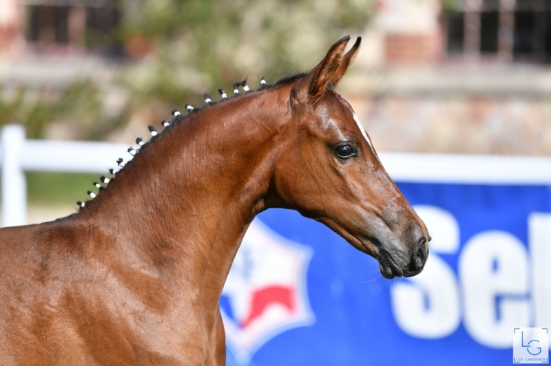 LA PRIME AU NAISSEUR DU GFE