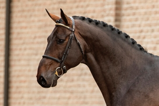 LES ACTUALITES DE EL BARONE 111