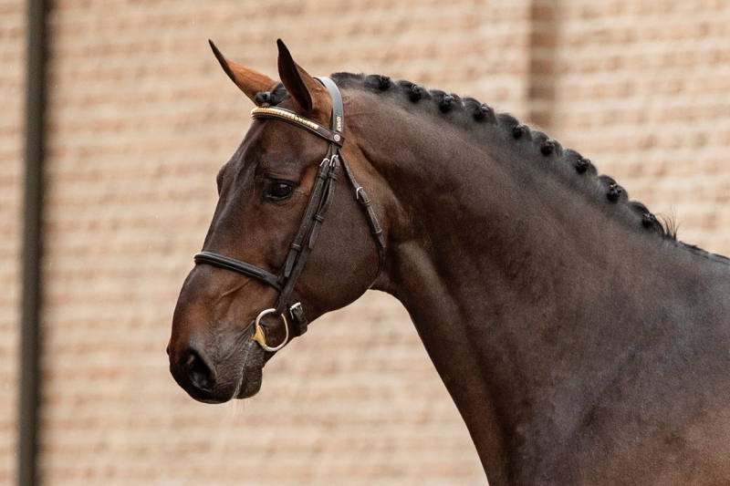 LES ACTUALITES DE EL BARONE 111