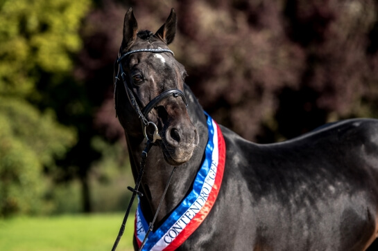 CONTENDRO I – EIN AUSNAHMEVERERBER